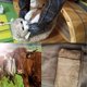 thumbnail image 2 of Guantes de manejo de animales para perros, gatos, pájaros, serpientes, loros, lagartos, antimordeduras/arañazos, jardinería, guantes protectores de animales salvajes ACTIVE Biensenido a ACTIVE, 2 of 4