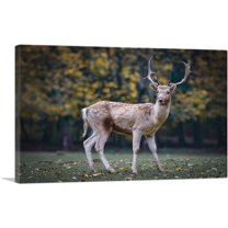 ARTCANVAS Deer In Forest Home decor Canvas Art Print - Size: 18" x 12" (1.50" Deep)
