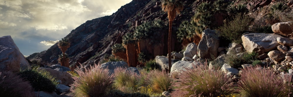 Plants On Landscape