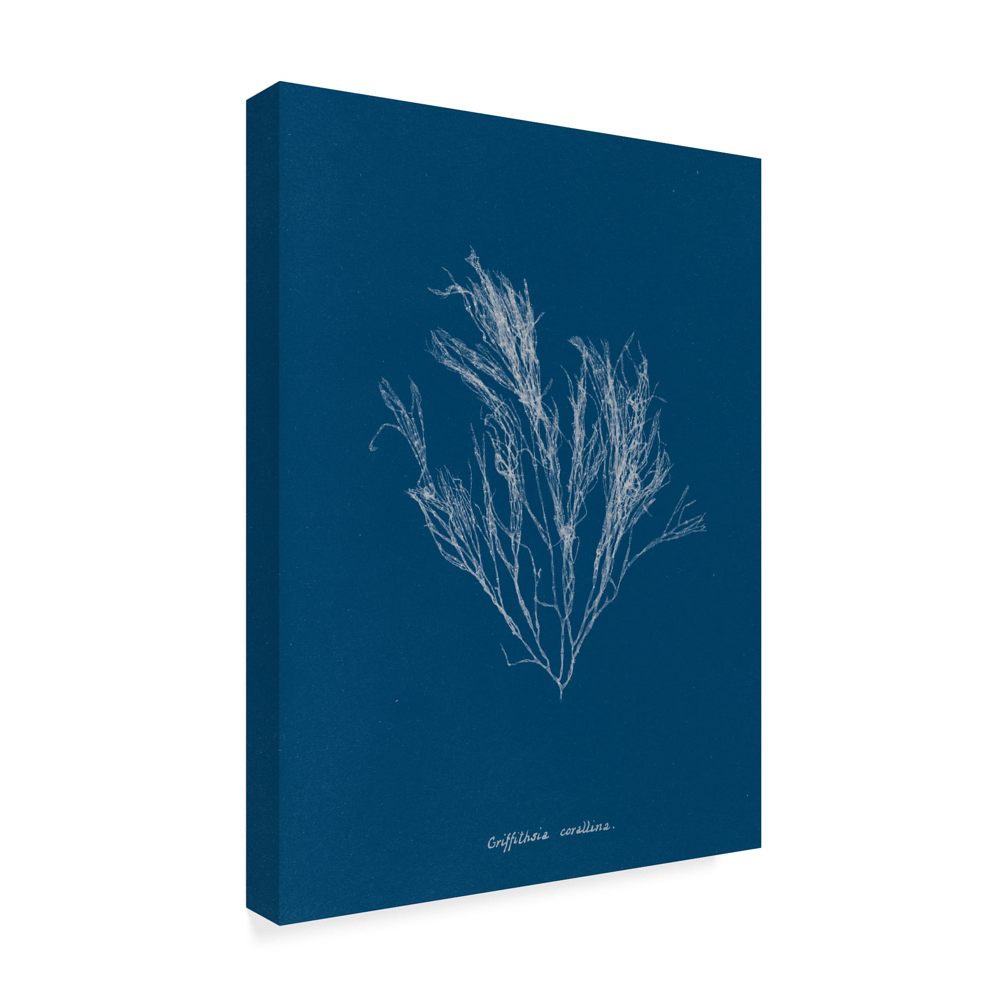 Trademark Fine Art 'Delicate Coral III' Canvas Art by Wild Apple Portfolio