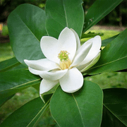 Sweetbay Magnolia Tree White Magnolias Flowers Plant 6-12"Tall 4"Pot, No Ship OR, Dormant in Winter