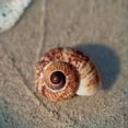 thumbnail image 2 of Schlabach, Sue 15x15 Black Ornate Wood Framed with Double Matting Museum Art Print Titled - Sand Surf Shell, 2 of 4