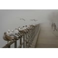 thumbnail image 2 of Vitaly, Geyman 18x13 Black Ornate Wood Framed with Double Matting Museum Art Print Titled - Seagul Paradise III, 2 of 4
