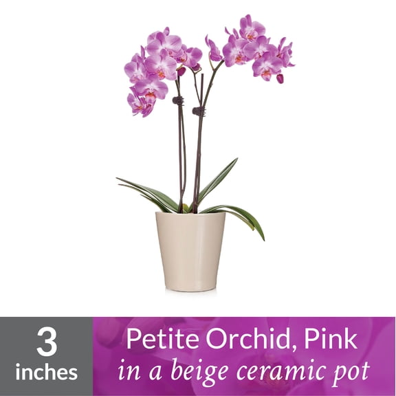 Just Add Ice Petite Orchid Plant, 15-20” Tall, Pink Orchid, 3” Beige Ceramic Pot