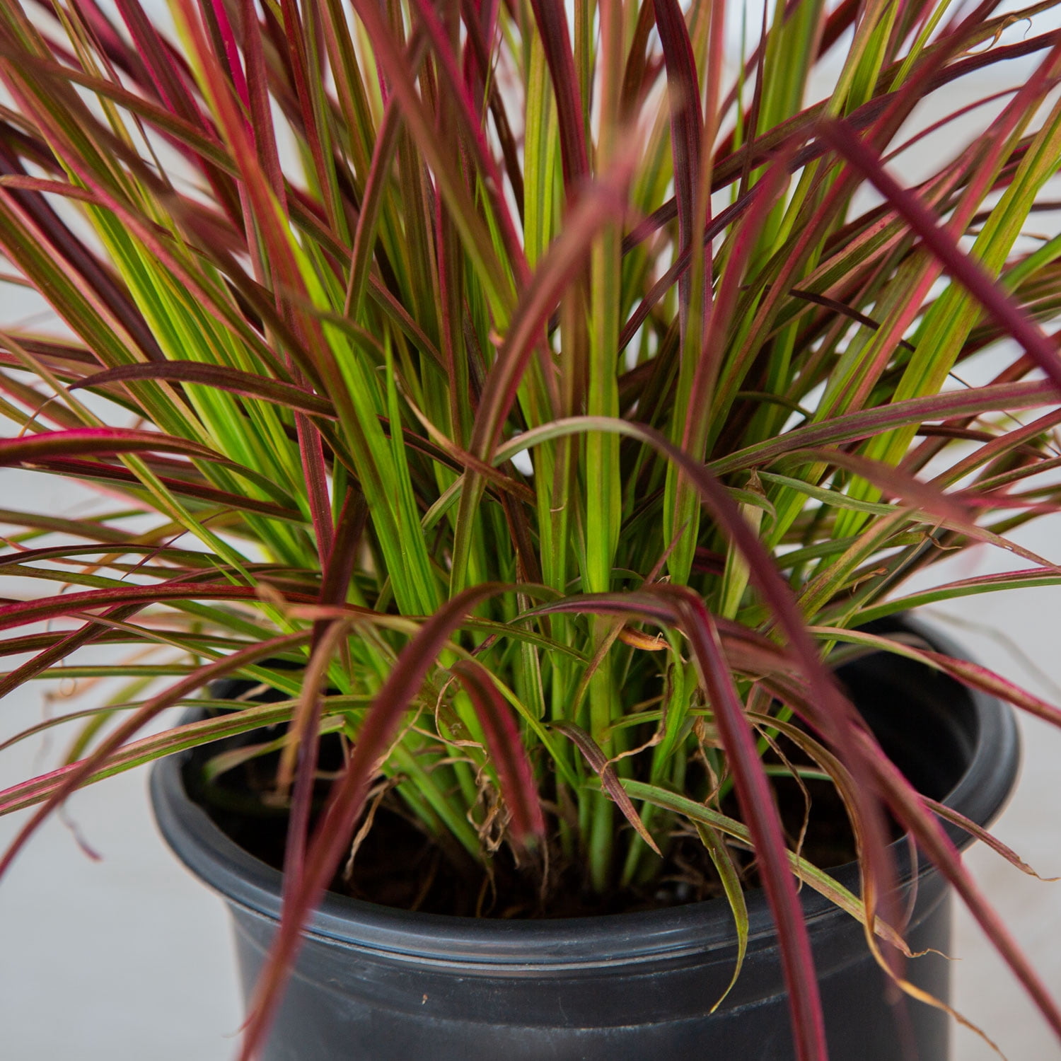 2.5 qt. Pennisetum Setaceum Fireworks (Fountain Grass) - Colorful Live Perennial Plant