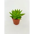 thumbnail image 4 of Echeveria Agavoides Succulent, 4 of 5