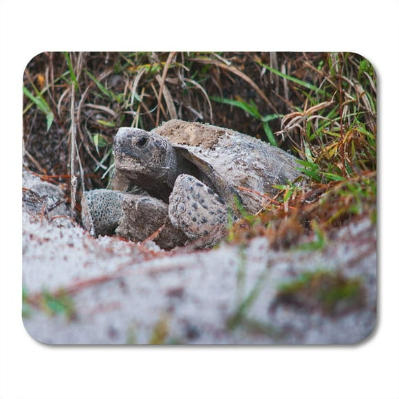 POGLIP Nest Macro Gopher Tortoise Florida Nature Reptile Wildlife Mousepad Mouse Pad Mouse Mat 9x10 inch
