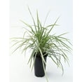 thumbnail image 6 of Aztec Grass - 1 Live Quart Size Plant - Variegated Liriope - Ophiopogon Intermedius Argenteomarginatus, 6 of 6
