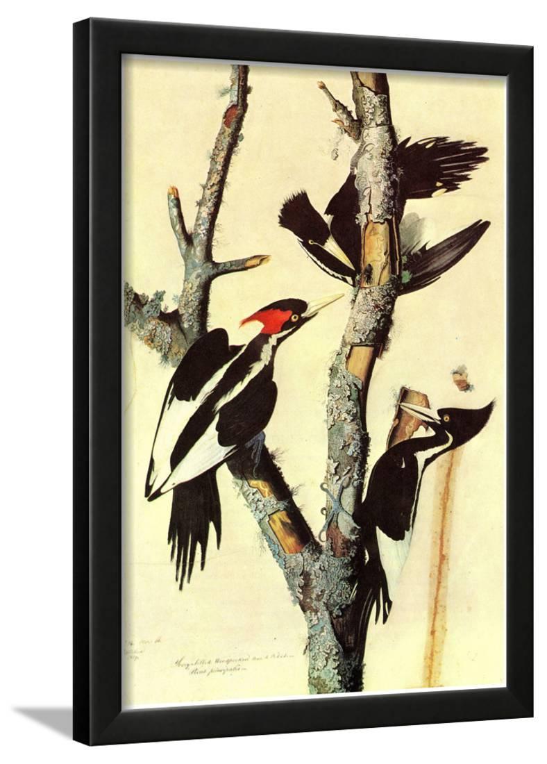 Audubon Ivory-Billed Woodpecker Bird Art Poster Print Framed Poster