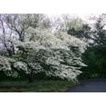thumbnail image 5 of 5 Flowering WHITE KOUSA DOGWOOD Cornus Kousa Tree Seeds, 5 of 5
