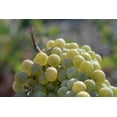 thumbnail image 2 of Skin Refining Mask KORRES Santorini Grape w/ Volcanic Sand 70mL, 2 of 8