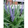 thumbnail image 2 of 5 LILYTURF Liriope Muscari aka Big Blue Lily Turf / Monkey Grass Flower Seeds, 2 of 10