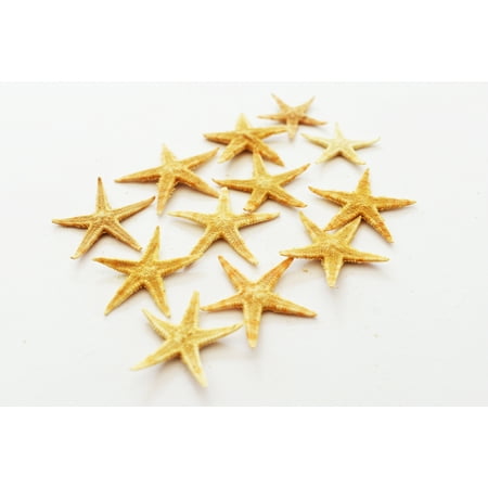 Beaded Wedding Sampler - Sampler of 12 Small Starfish - Philippine Tan Flat Sea Stars (1