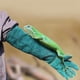 thumbnail image 4 of Guantes de lona azul para entrenamiento de reptiles, antimordeduras, alargados y de seguridad para perros y gatos, serpientes varánidas (azul), 4 of 12