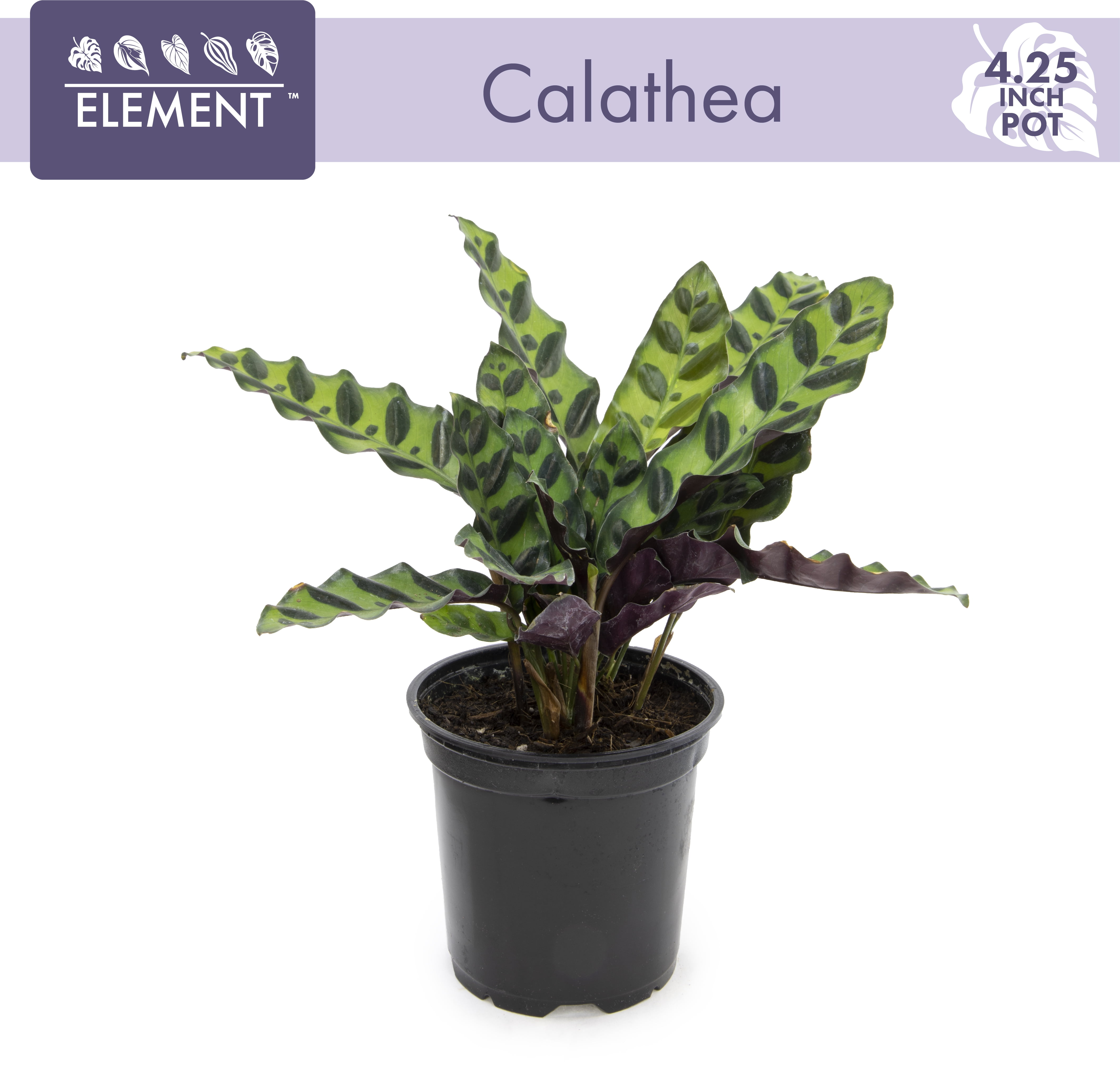 ELEMENT BY ALTMAN PLANTS 4.25" Calathea Plant Live Prayer Plant Live Indoor Plant, Calathea Live