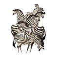 thumbnail image 5 of Vintage Zebras, Lantern Press, Premium Playing Cards, 52 Card Deck with Jokers, USA Made, 5 of 5
