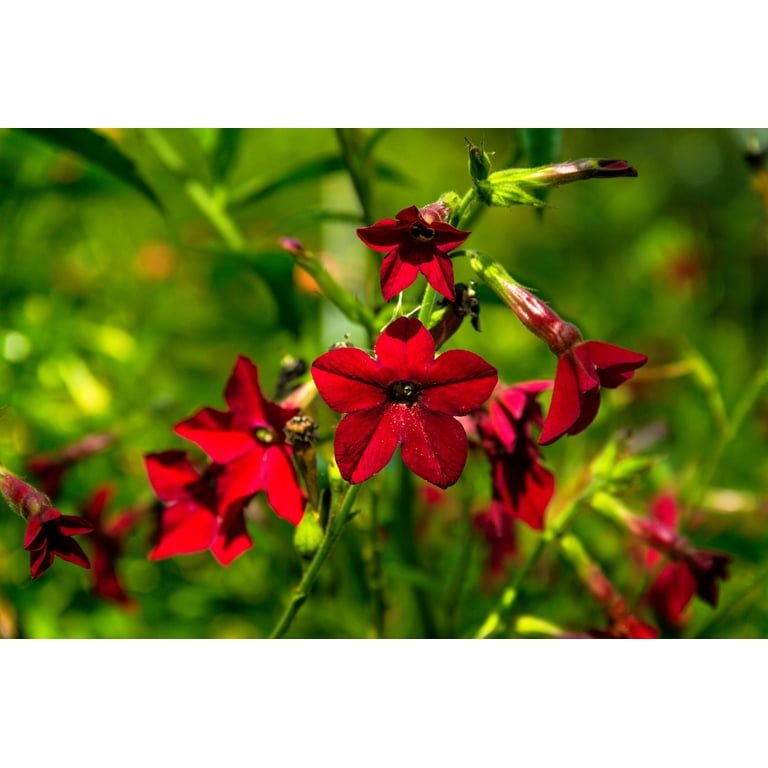 tobacco ct Seven Fun Facts About Connecticut Shade Tobacco