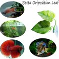 thumbnail image 4 of Betta Fish Leaf Pad - Improves Betta's Health By Simulating The Natural Habitat, 4 of 5