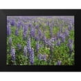 thumbnail image 2 of Johnson, George 14x11 Black Modern Framed Museum Art Print Titled - Field of Lupens, 2 of 5