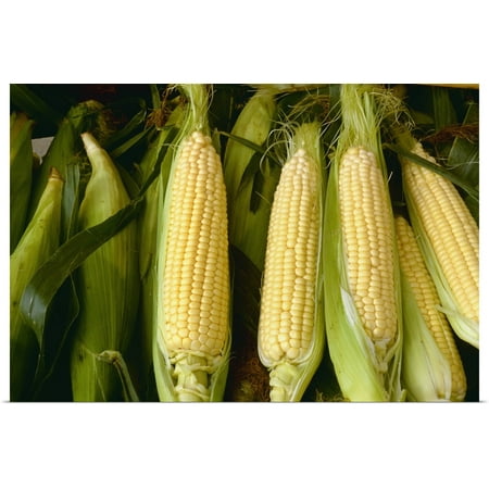 Great BIG Canvas | Rolled Bill Barksdale Poster Print entitled Closeup of partially husked ears of sweet corn in a shipping crate,
