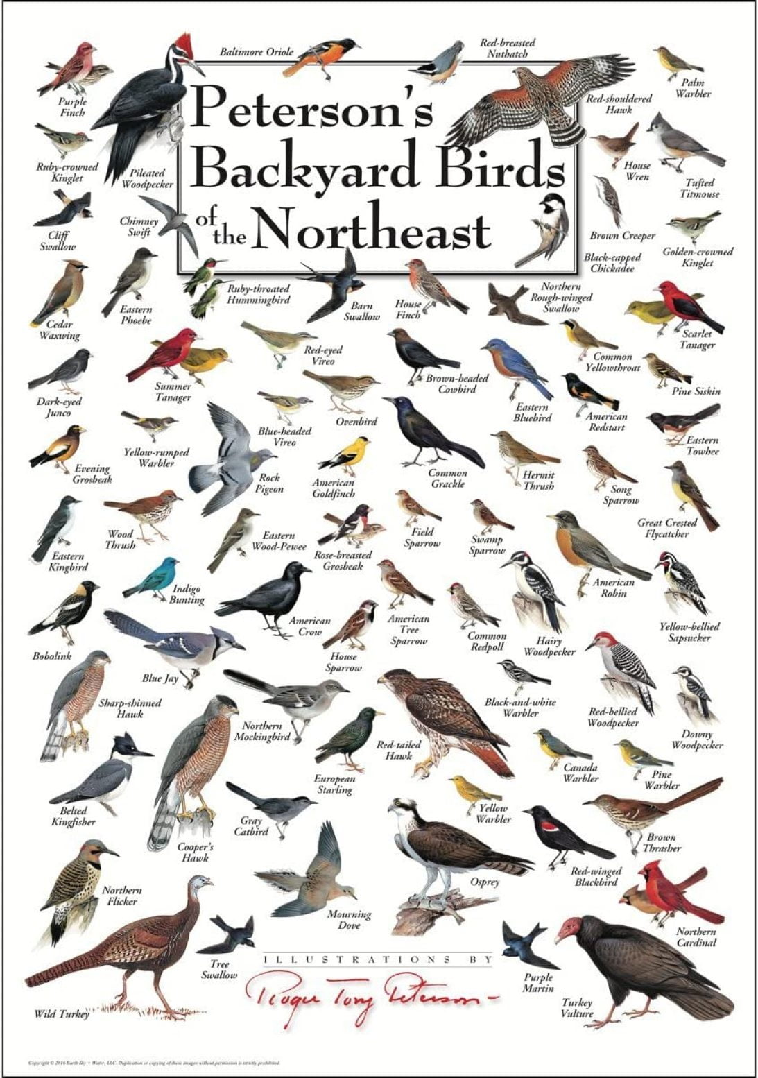 Codllyne Petersons Backyard Birds of the Northeast Poster