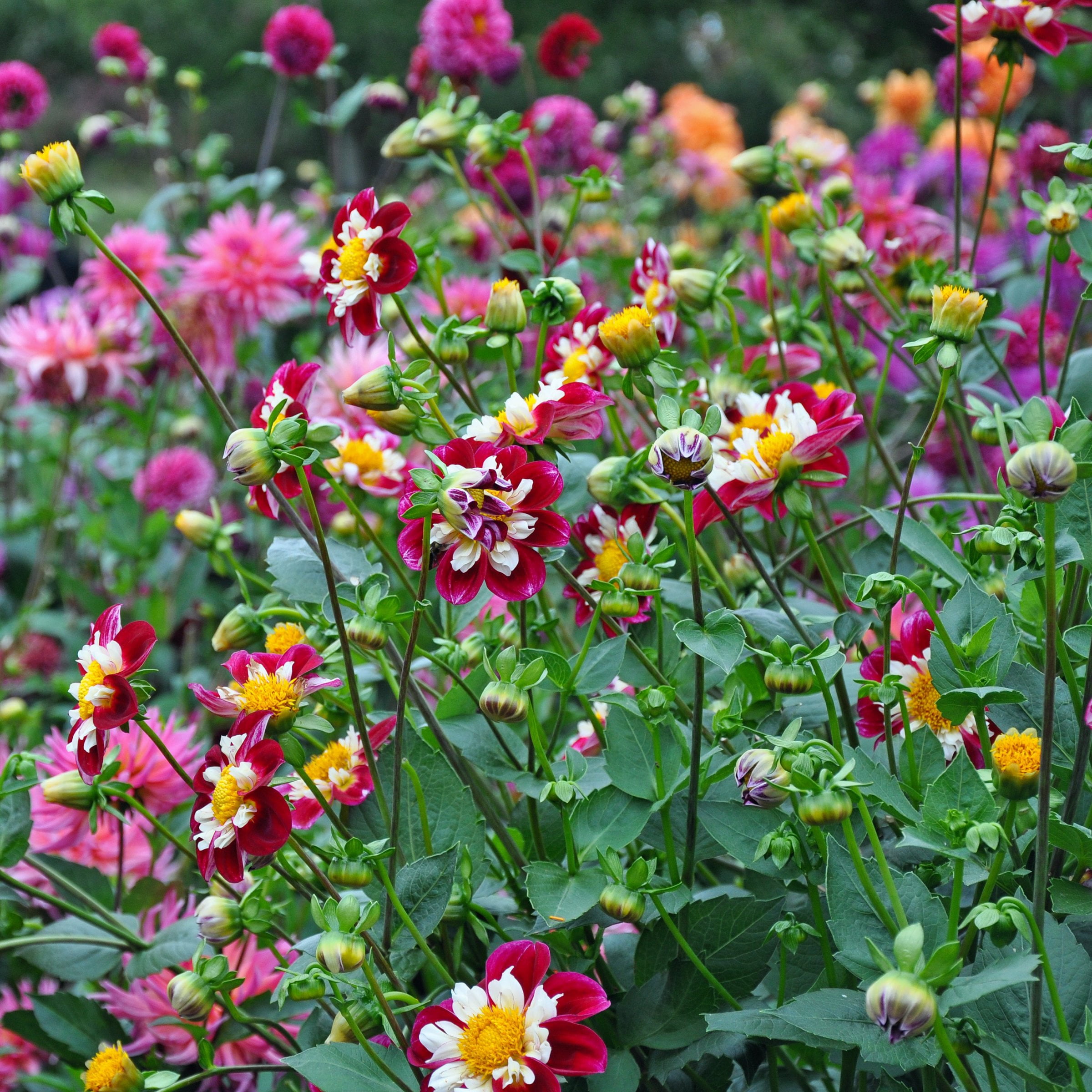 National Plant Network Dahlia Collarette Mixed Bulbs (10-Pack)