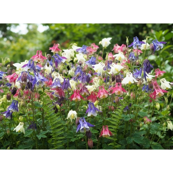 Seedville 100 Seeds Mixed European Columbine Flower Seeds, Attracts Bees & Butterflies