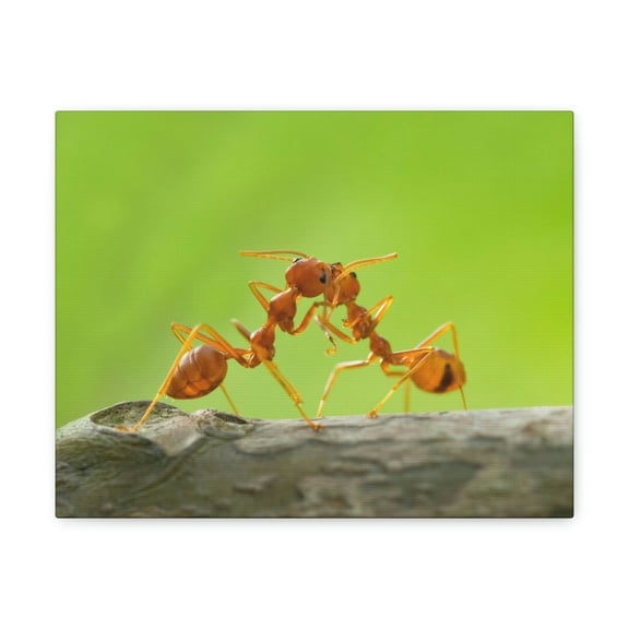 Ant Couple Ant Troop Print Animal Wall Art Wildlife Canvas Prints Wall Art Ready to Hang Unframed
