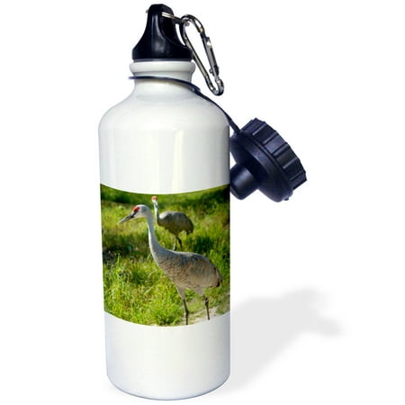 3dRose Sandhill Crane birds Nebraska - US26 GHA0062 - Gayle Harper, Sports Water Bottle, 21oz