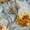 Color 4, variant on Peel and Stick Wallpaper Vintage Yellow Orange Boho Florals Flowers Leaves Small Blossoms 24in x 118in Contact Paper Removable Self Adhesive Wall Mural Wall Decor for Bedroom Kitchen Cabinets