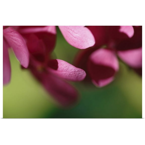 Great BIG Canvas | "Pink Hydrangeas II" Art Print - 36x24