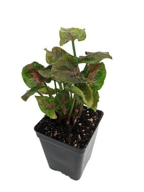 Pink Fairy Arrowhead Plant - Syngonium - Nepthytis - 2.5