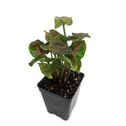 Pink Fairy Arrowhead Plant - Syngonium - Nepthytis - 2.5" Pot - Fairy Garden
