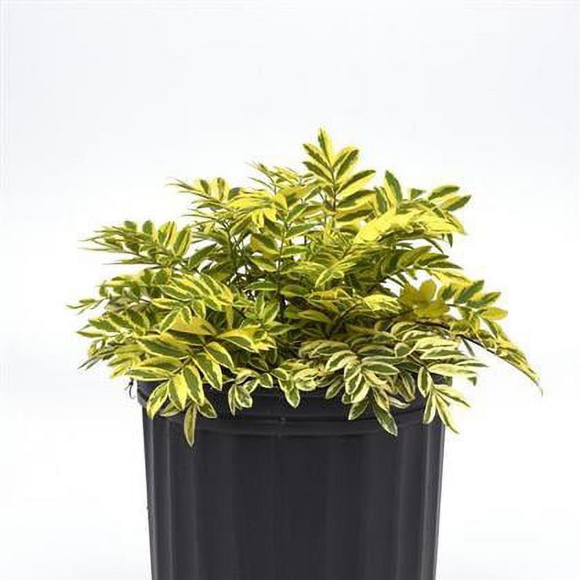 Sacred Roots Nursery Jacob’s Ladder Live Plant in 3 Inch Pot