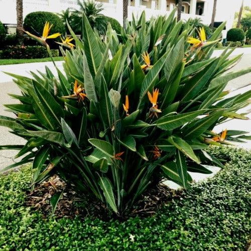 Bird of Paradise Plant - Strelitzia reginae - Tropical Indoor & Outdoor Flowering Plant  10" Pot