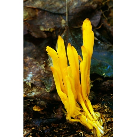 Yellow spindle coral mushrooms (Clavulinopsis fusiformis) growing in leaf litter New York USA Stretched Canvas - Panoramic Images (27 x