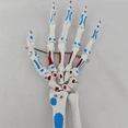 thumbnail image 4 of Skeleton Hand Model, Hand Joint Model, with Wrist, Ulna, Hinged Hand , Palmar Anatomy Muscle Model, 4 of 6