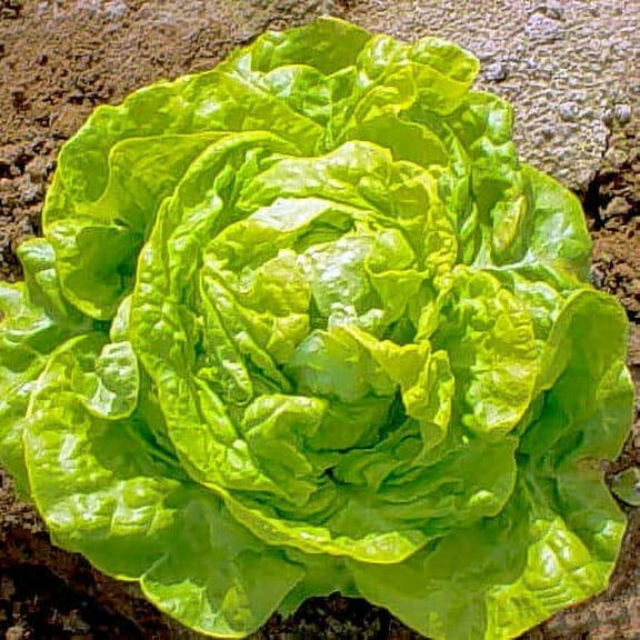 Big Boston Lettuce Seeds for Planting - 250  Seeds - Rare Garden Vegetable Seeds