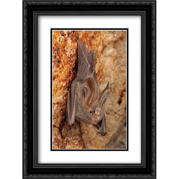 Lesser False Vampire Bat roosting in cave, Sekunyit, Bau, Malaysia 2x