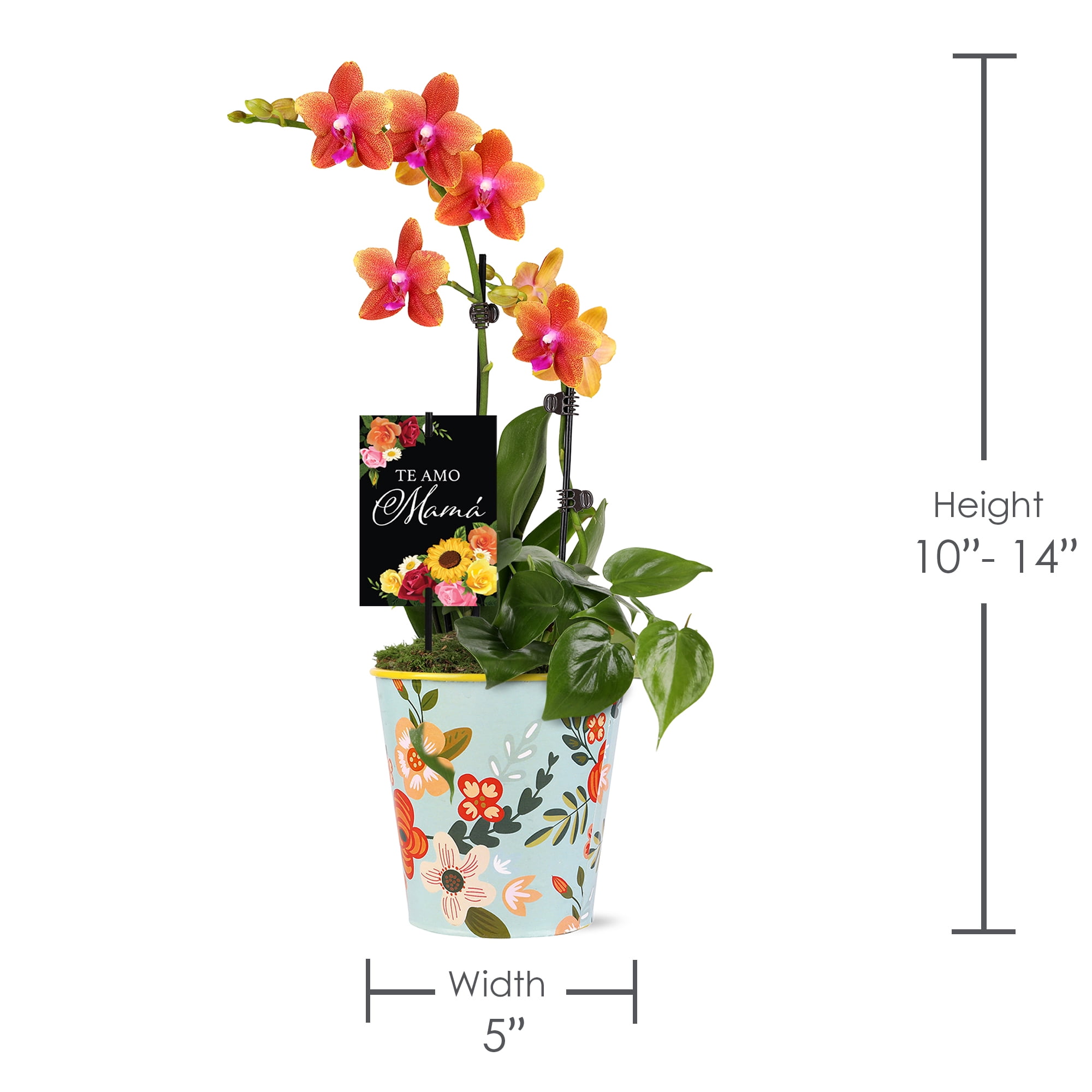 Green Circle Growers 5" Salmon Orchid and Pothos Live Plant Arrangement in Tin Planter – Mother’s Day Gift