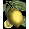 thumbnail image 2 of Volckamer, Johann C. 20x24 White Modern Wood Framed Museum Art Print Titled - Fragrant Citrus II, 2 of 4