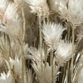 thumbnail image 4 of Vickerman Natural Botanicals 14" x 5" Everlasting Shiny White (hammer) 60 grams per unit, 4 of 8