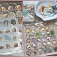 thumbnail image 3 of Acrylic Display Seashell Box Magnetic Multifunctional Transparent Organizers Container for Small Craft Bead/Nail/Jewelry, 3 of 6