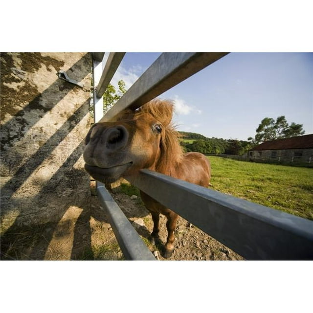 Posterazzi DPI1836219LARGE Horse Behind A Fence Poster Print, Large - 38 x 24