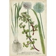 thumbnail image 3 of Weinmann 17x24 Black Modern Framed Museum Art Print Titled - Allium, 3 of 5