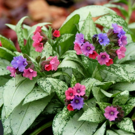 Pulmonaria 'Silver Bouquet' -Lungwort- Live Starter Plant
