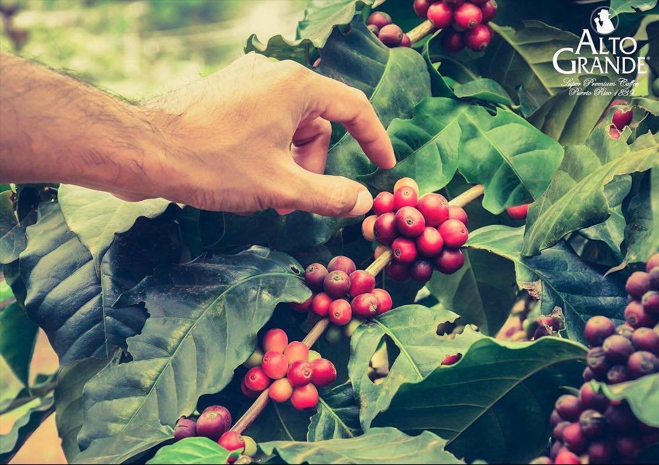 Alto Grande Premium Whole Bean Coffee, 100 Percent Puerto Rico Arabica, Medium Dark Roast, 2 Lbs Bag