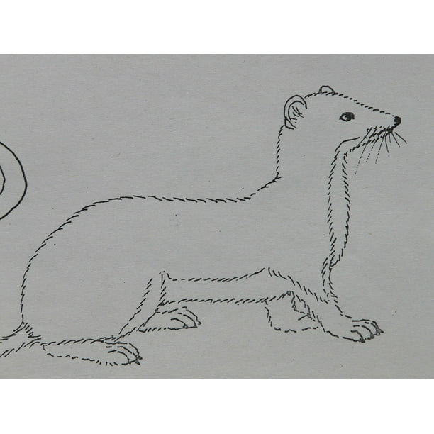 Canvas Print Coloring Pages Ermine Draw Paint Animal Stretched Canvas 10 X 14 Walmart Com Walmart Com