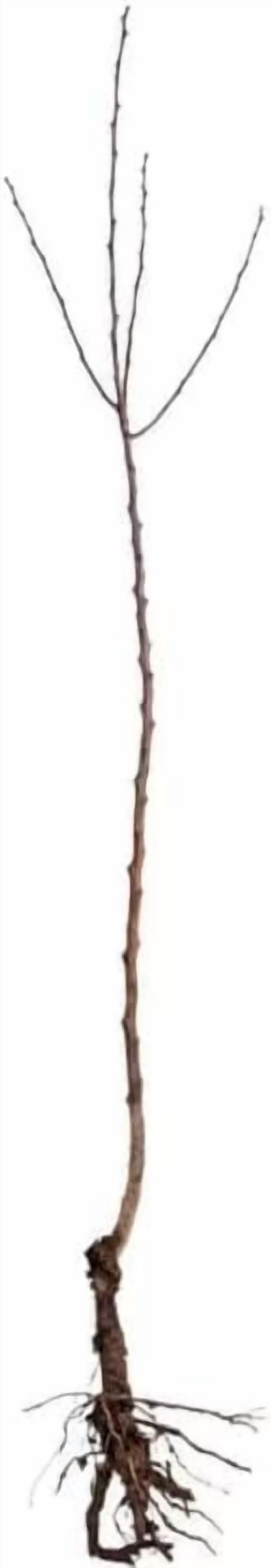 5 Paw Paw Trees - 6-12" Tall Live Plants - Common Indian Banana Trees - Asimina triloba