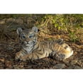 thumbnail image 2 of Hi-Line Gift Ltd. Baby Yellow Tiger Cub Laying Down Statue, 2 of 8